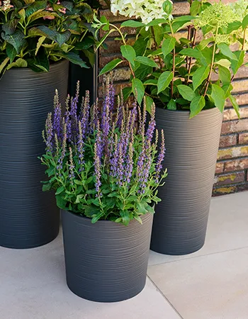 Dunkelgraue, runde Pflanzgefäße mit blühendem Lavendel und grünen Zierpflanzen auf heller Terrasse vor Ziegelwand.