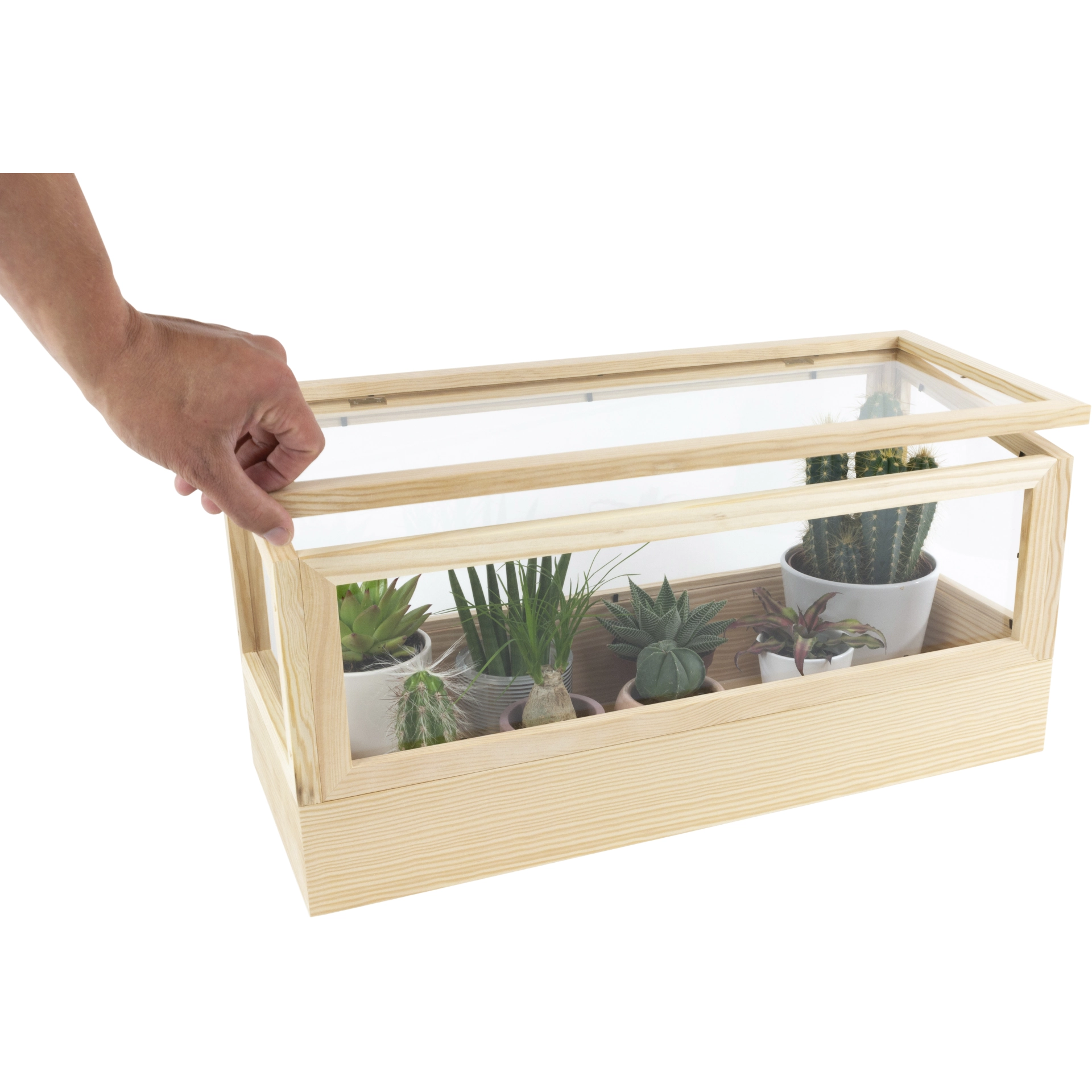 Zimmergewächshaus | Pinie 58 x 24 x 30 cm | SIENA...