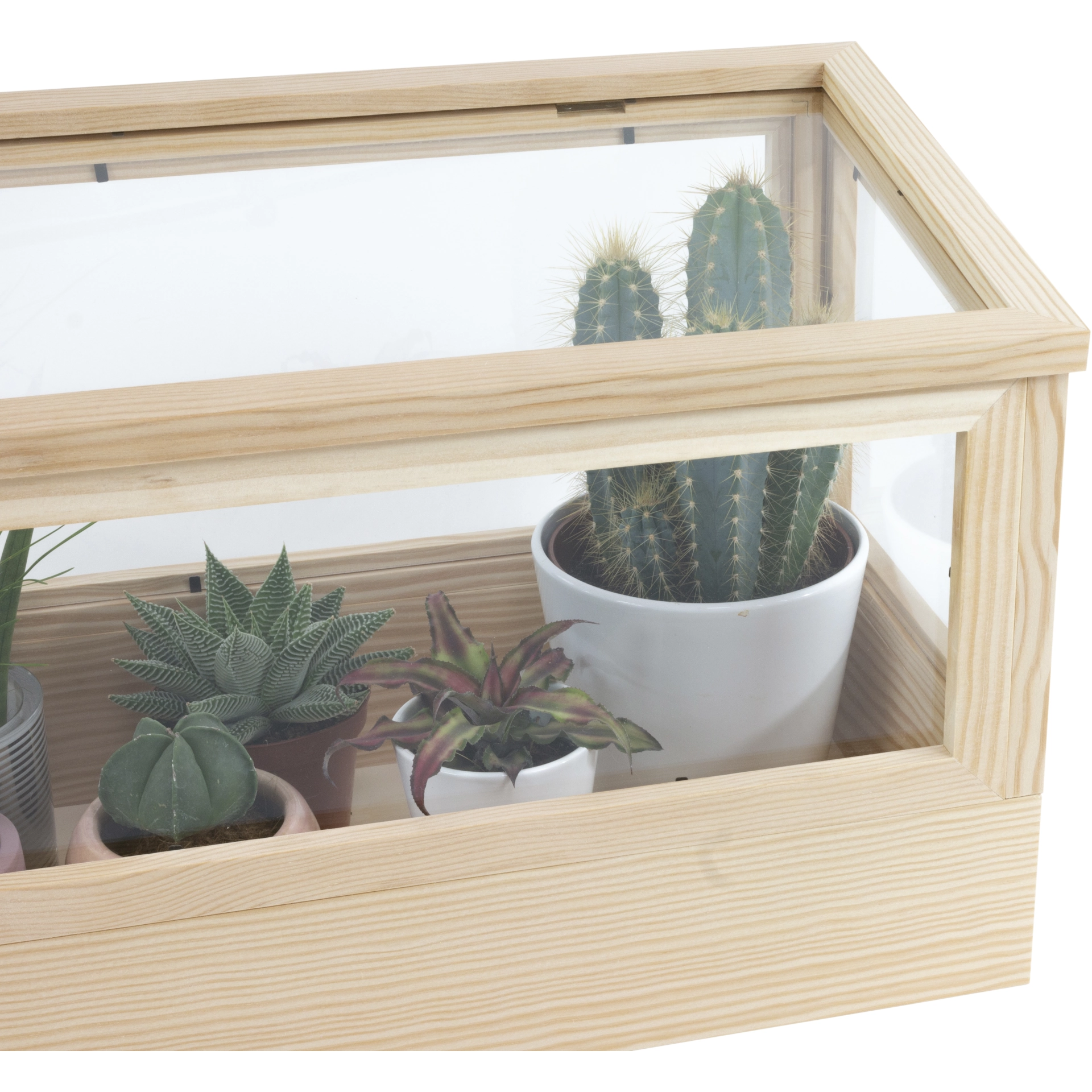 Zimmergewächshaus | Pinie 58 x 24 x 30 cm | SIENA...