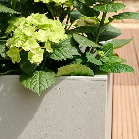 Detailaufnahme eines grauen, quadratischen Pflanzgefäßes mit blühender Hortensie auf einer Holzterrasse.