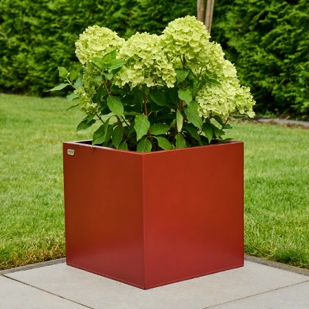 Quadratisches, rotes Pflanzgefäß mit blühender grüner Hortensie auf gepflasterter Fläche vor Rasen und dichter Hecke.