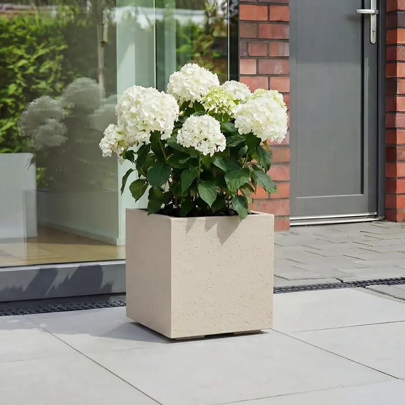 Quadratisches, beigefarbenes Pflanzgefäß mit blühender weißer Hortensie auf einer gepflasterten Terrasse vor Hauseingang.