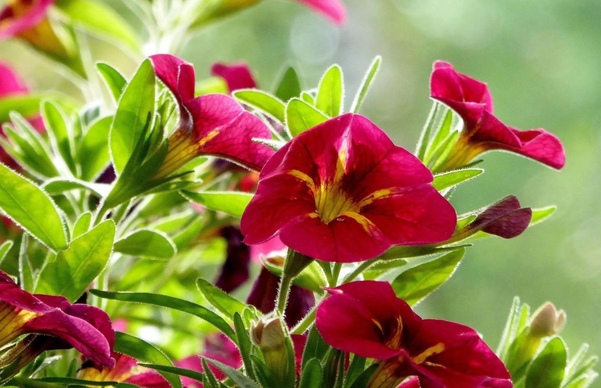 Blume, Geranie, Pflanze, Blütenblatt, Blatt