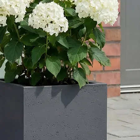 Quadratisches, dunkelgraues Pflanzgefäß mit weiß blühender Hortensie auf gepflasterter Terrasse vor Hauswand.