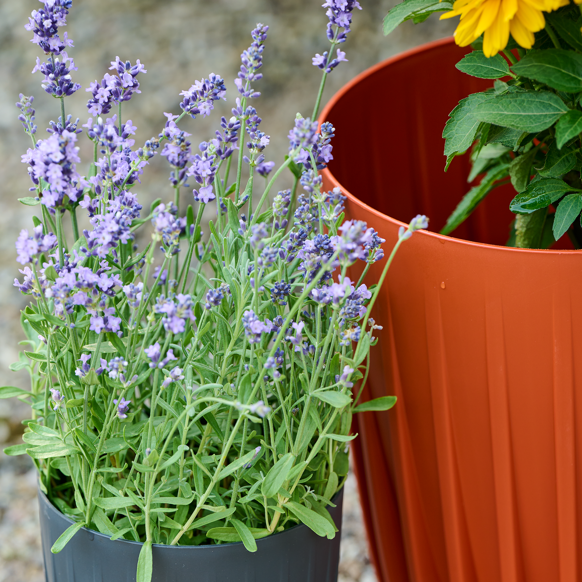 Blumentopf | Palma brick 25 x 30 cm | SIENA GARDEN