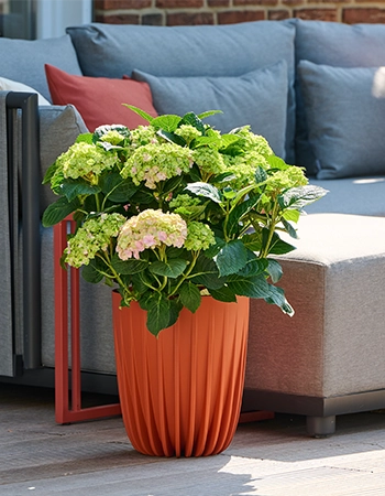 Geripptes, orangefarbenes Pflanzgefäß mit blühender Hortensie vor einer grauen Outdoor Sofalandschaft auf Holzterrasse.
