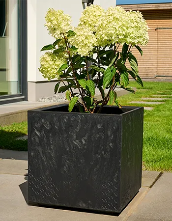 Quadratisches, schwarzes Pflanzgefäß mit blühender Hortensie auf einer gepflasterten Terrasse neben Rasen.
